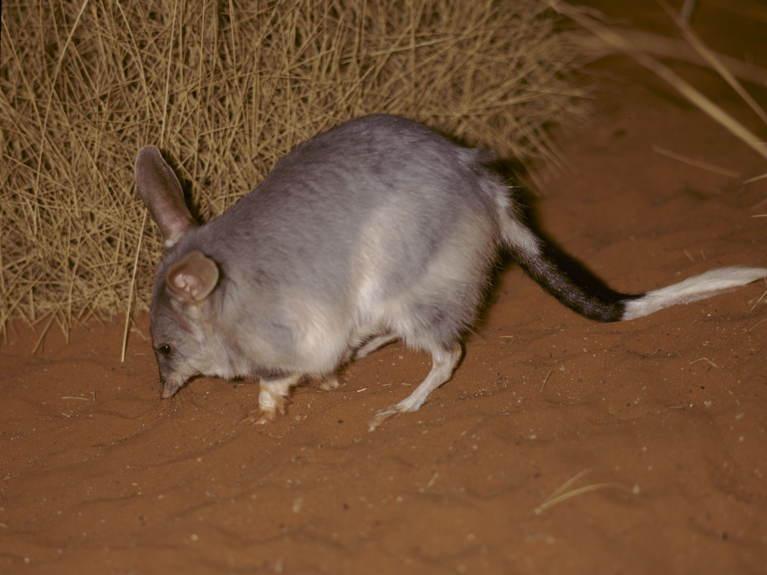 Bilby in red dirt