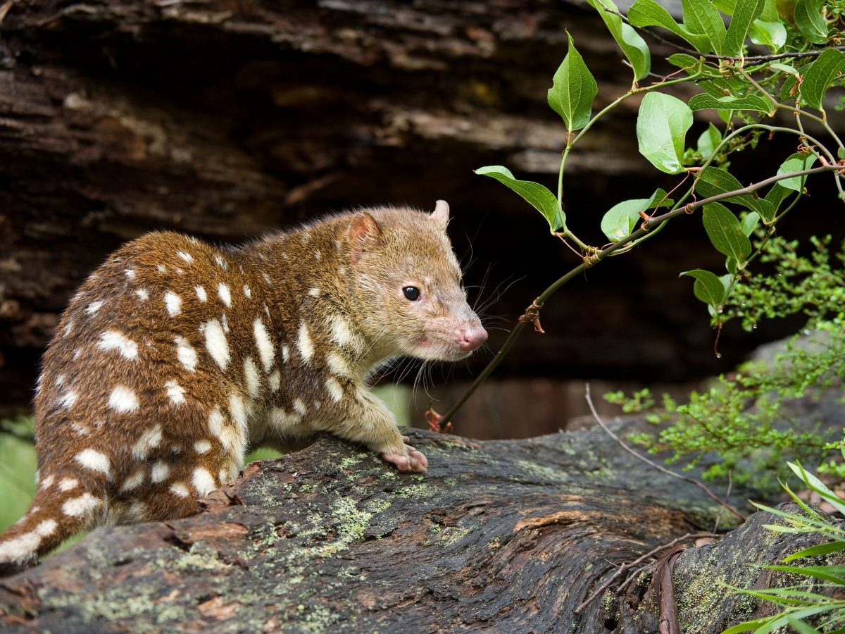A spotted-tailed quoll