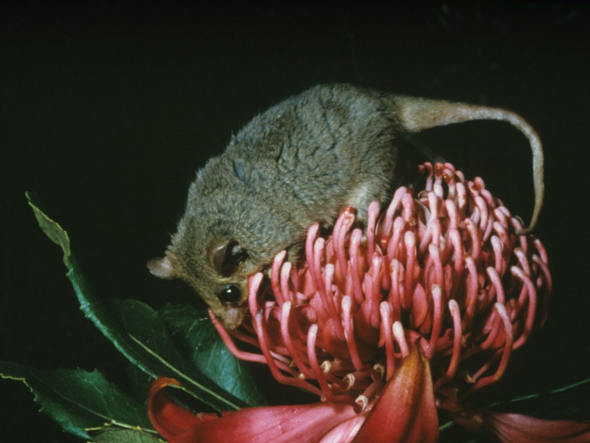 Pygmy possum on flower. Photo: Lucy Morrell/DPIE