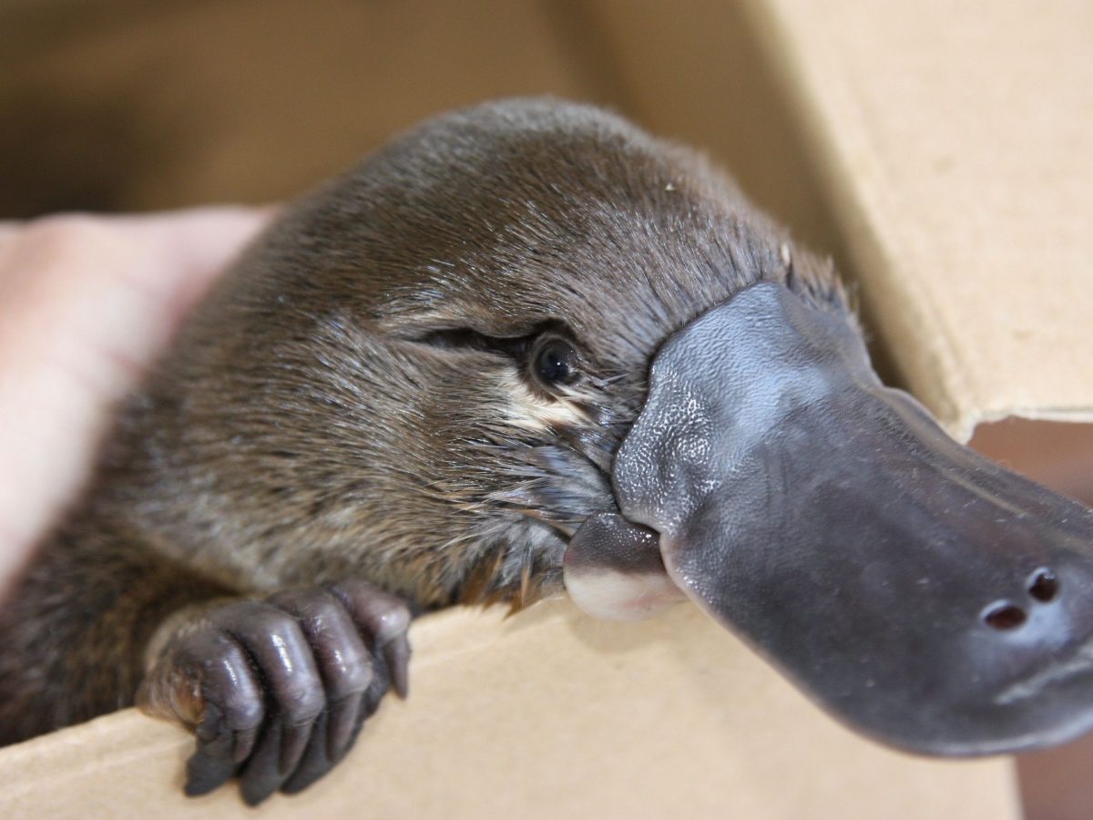 Duck-billed platypus in cardboard box
