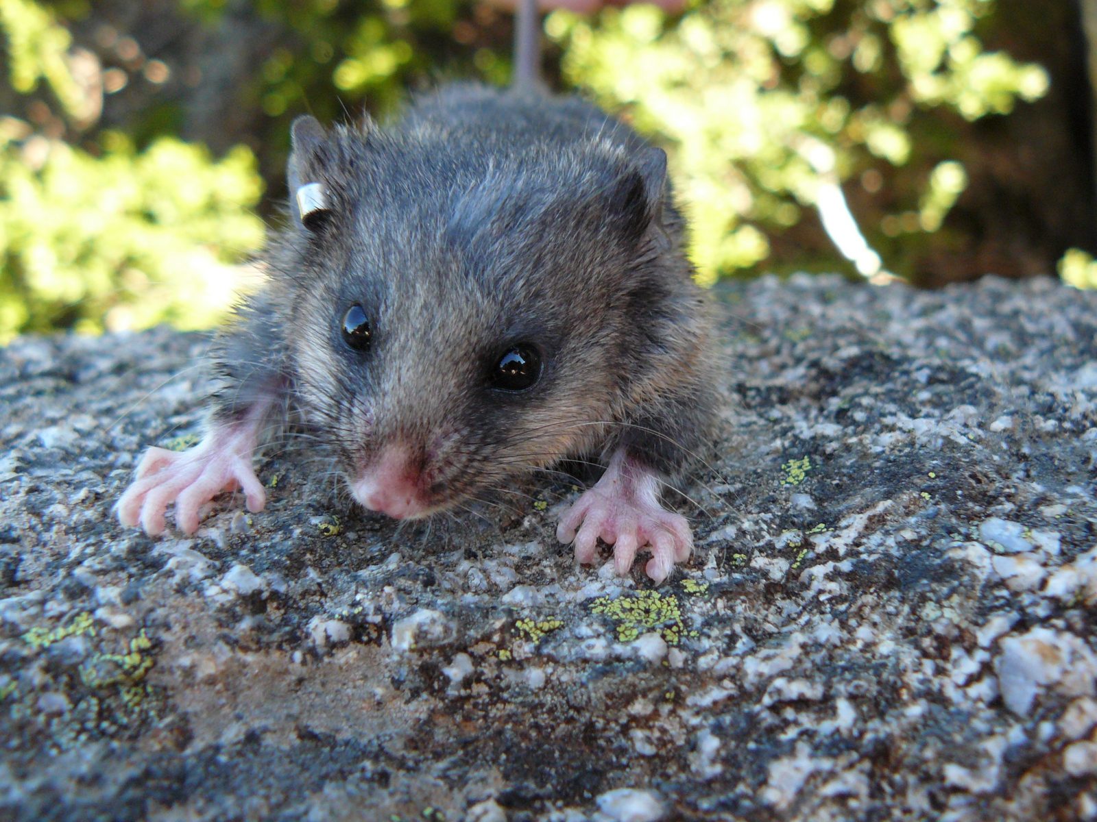 Mountain pygmy possum with tagged ear. Photo: Mel Schroder/DPIE