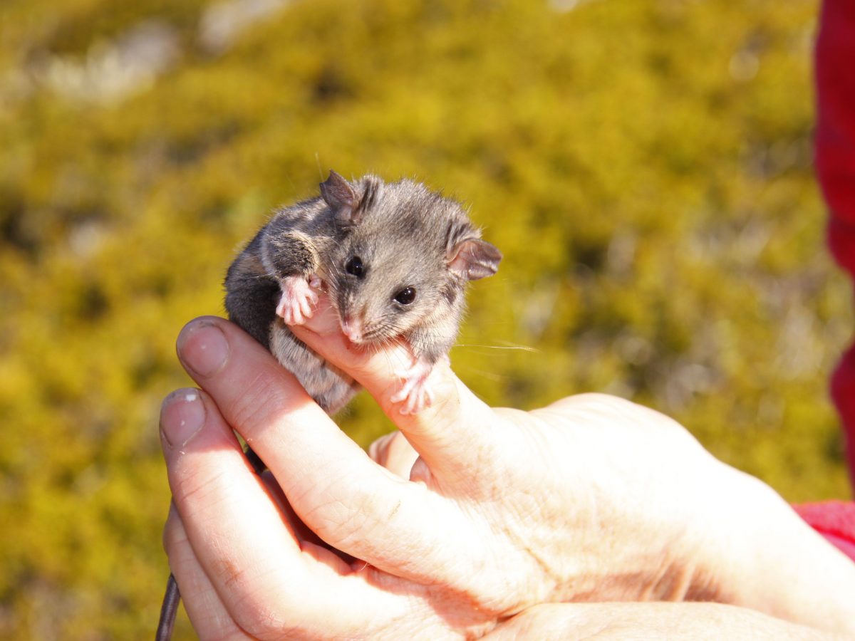 Mountain Pygmy Possum in human hand. Photo: Lucy Morrell/DPIE