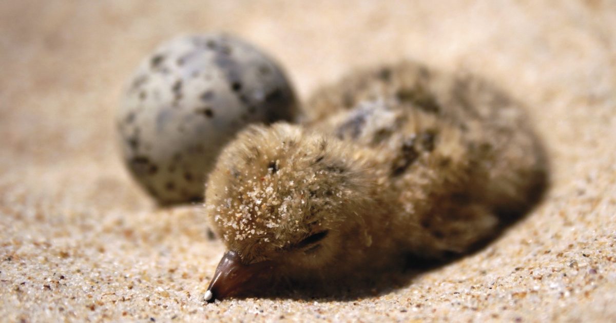 Little tern chick close up next to egg. Photo: J Dunn/OEH