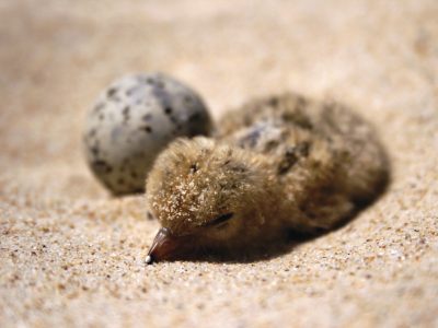 Little tern chick close up next to egg. Photo: J Dunn/OEH