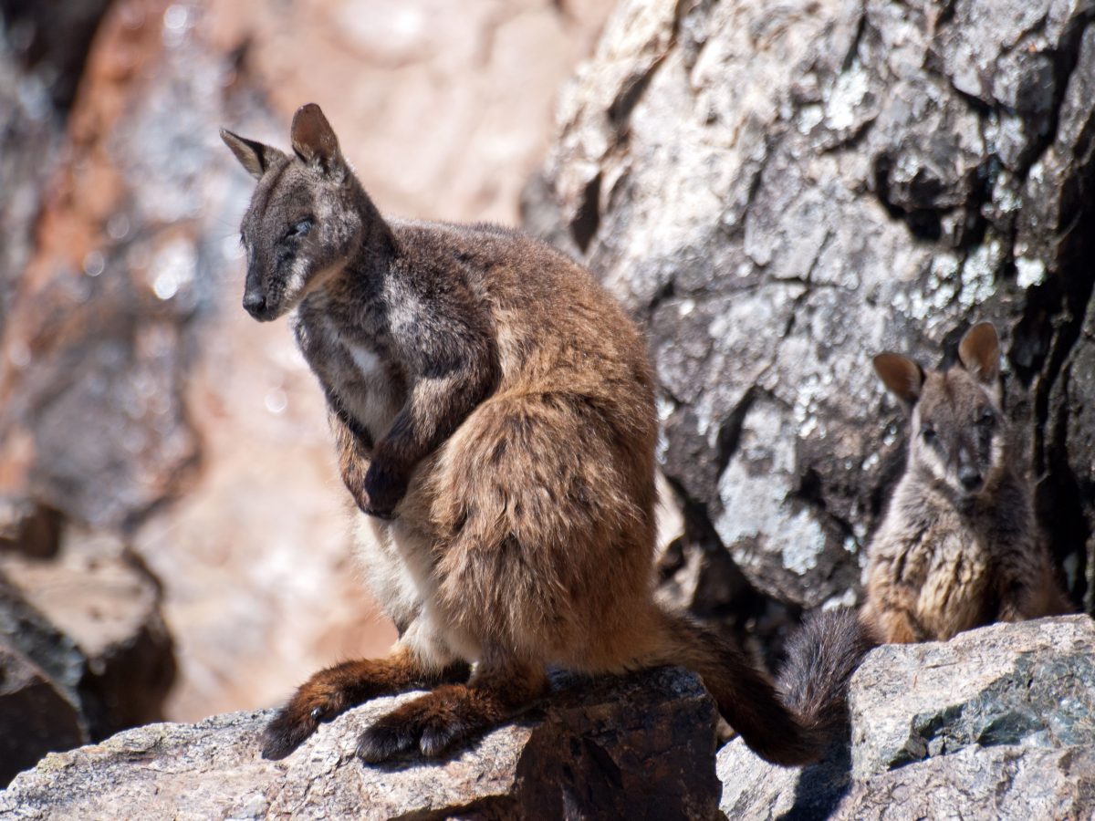 Brush-tailed rock-wallaby, Oxley Wild Rivers National Park. Photo: © S Ruming