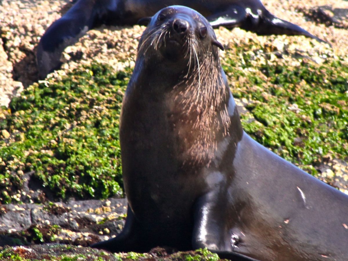 Australian fur seal at Montague Island Nature Reserve