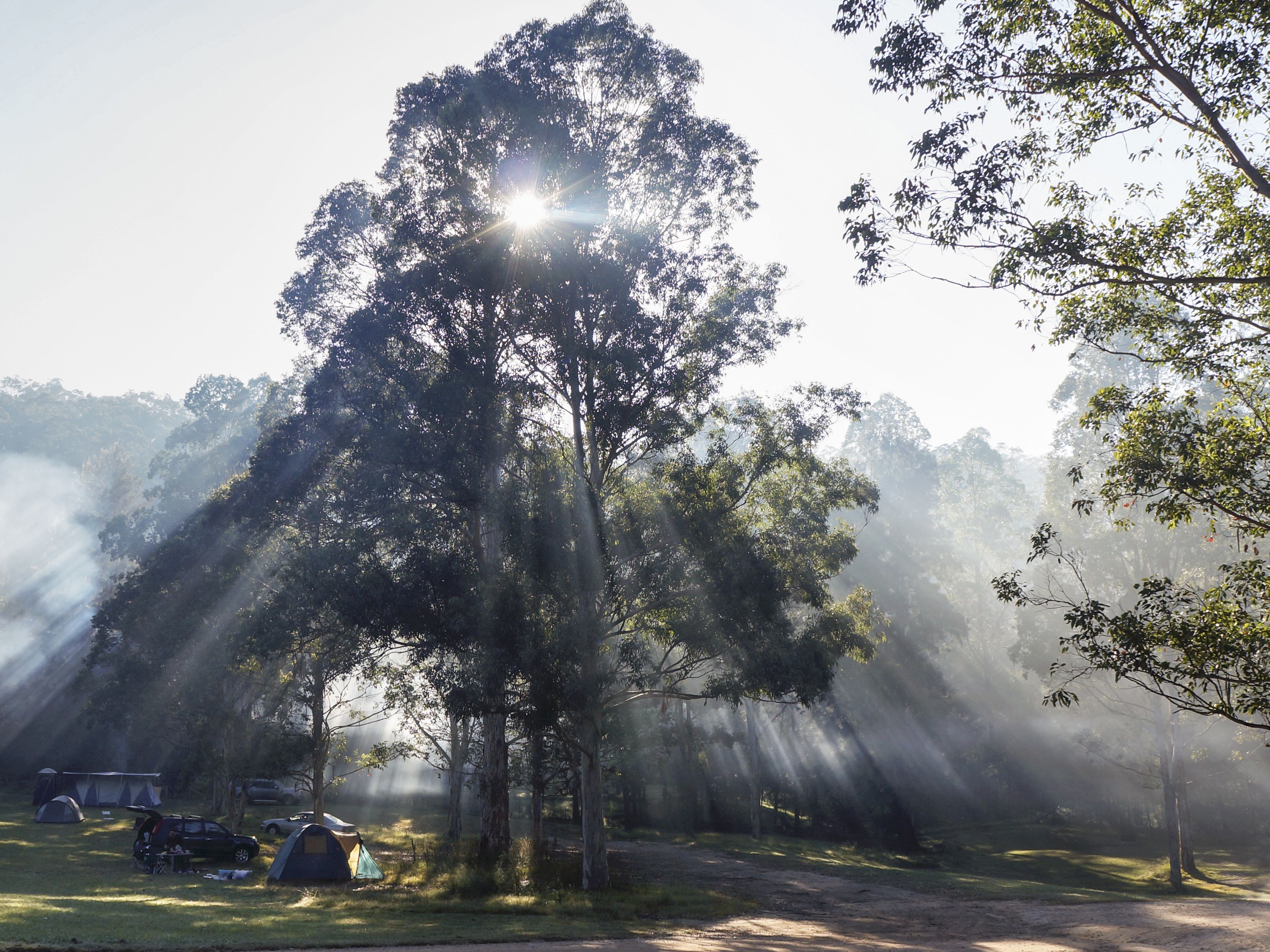 Misty sun filters through trees at campground