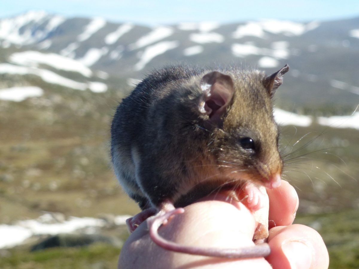 Mountain pygmy-possum perched on hand in front of snowy mountains. Photo: Cate Aitken/OEH
