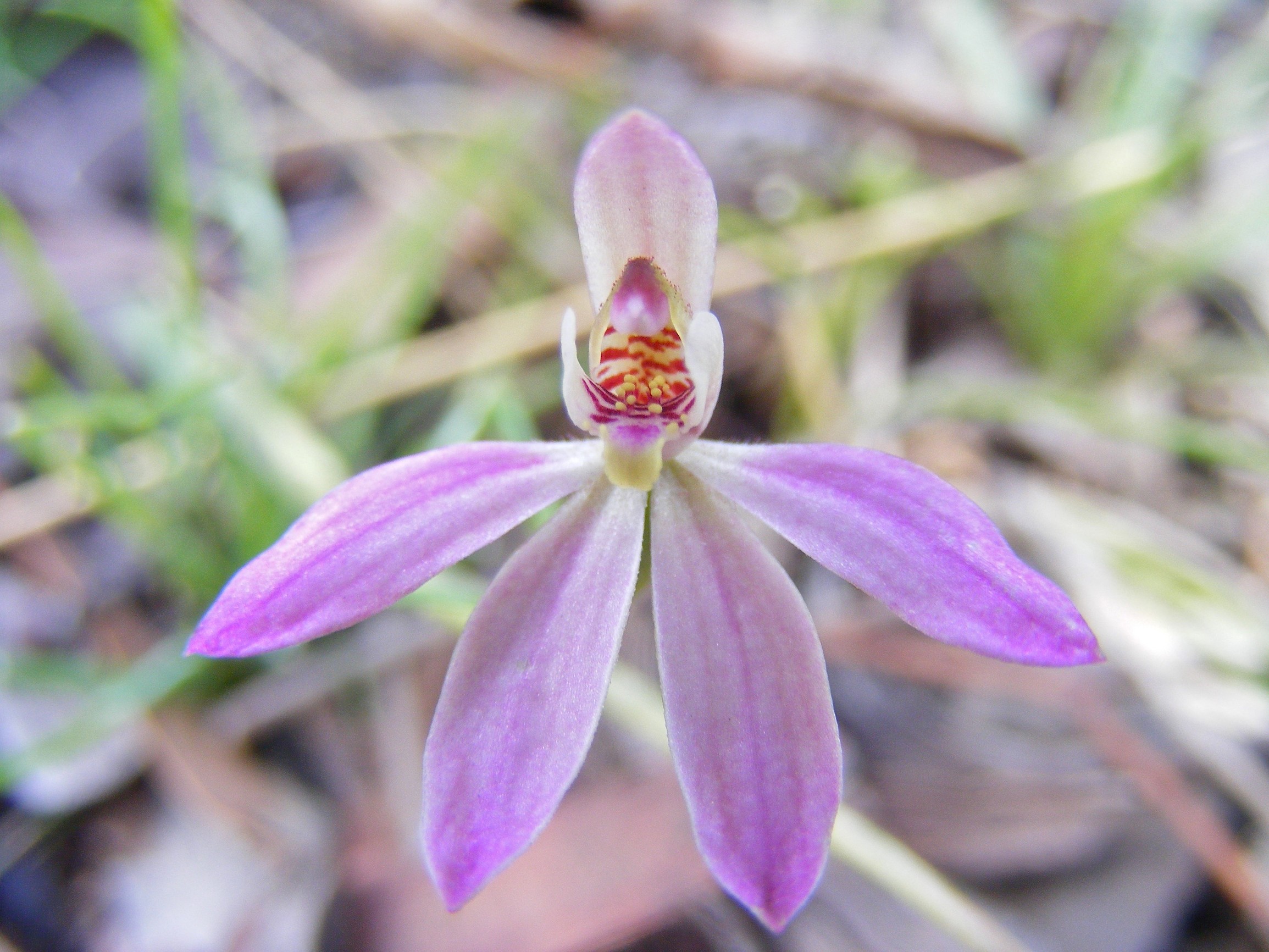 Pink fingers (Caladenia carnea), an orchid variety. Photo Credit : Lorraine Oliver/DPIE