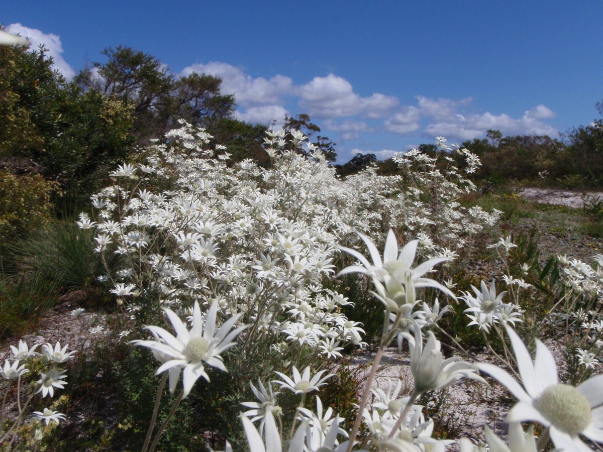 Flannel flowers at Myall Lakes National Park. Photo credit: Adam Fawcett/DPIE