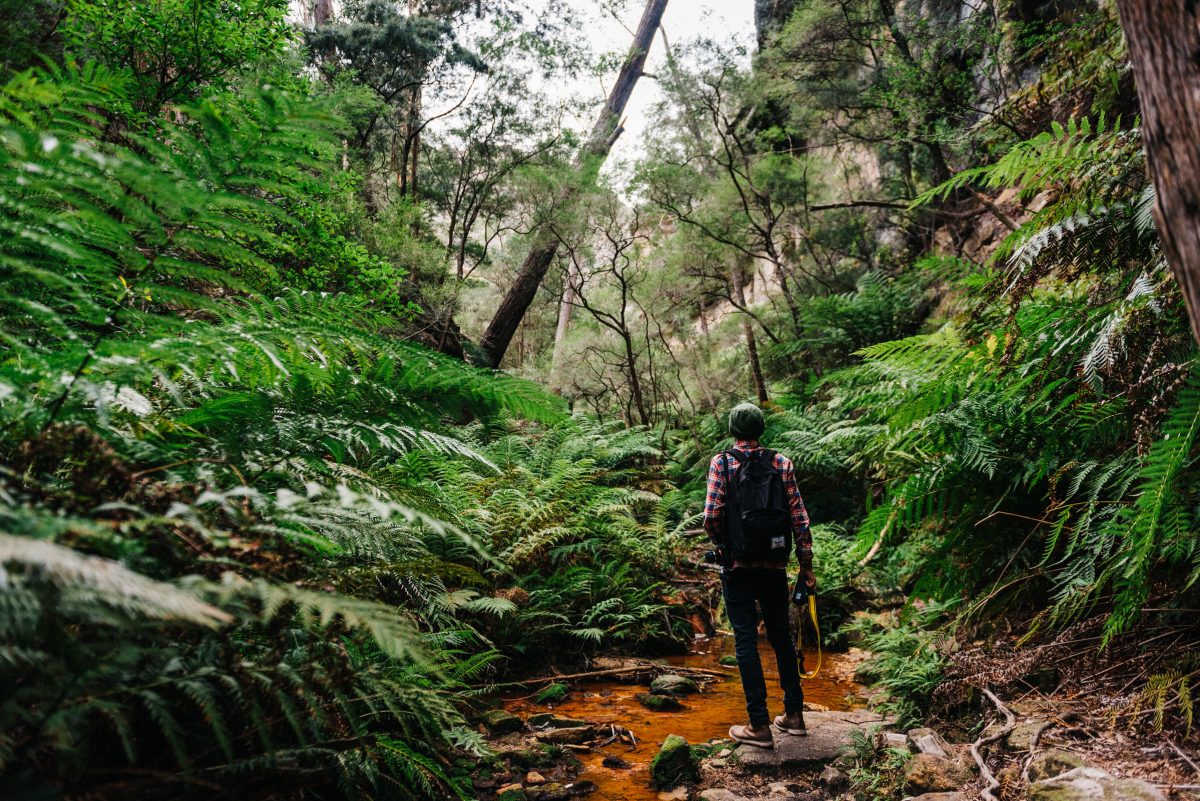 Lost in the Jurassic-like forest, Wollemi National Park. Photo: Adrian Mascenon