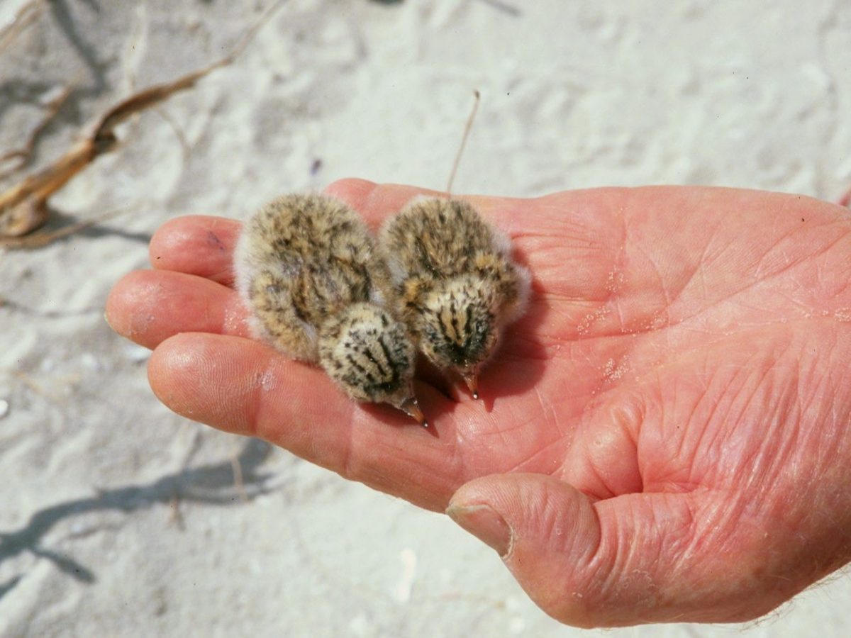 Two tiny tern chicks lay on a human hand. Photo: Michael Jarman/OEH