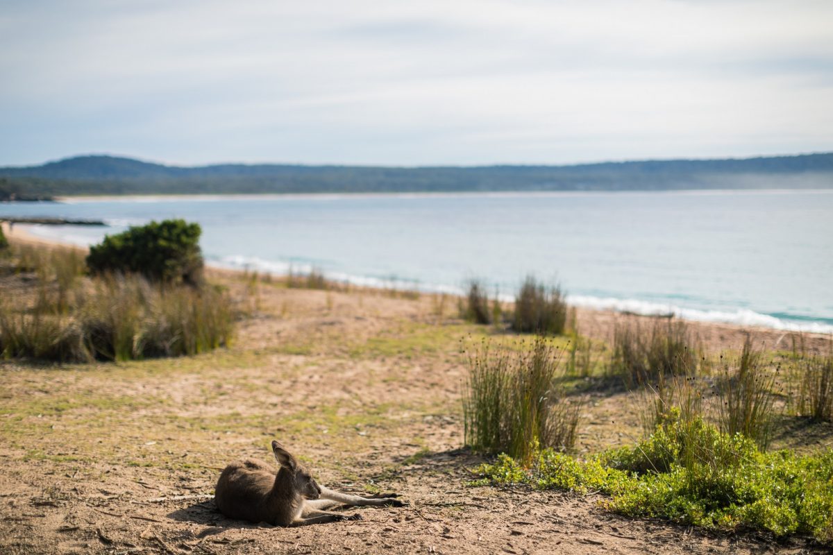 Kangaroo relaxing at Pebbly Beach in Murramarang National Park. Photo: Melissa Findley/DPIE