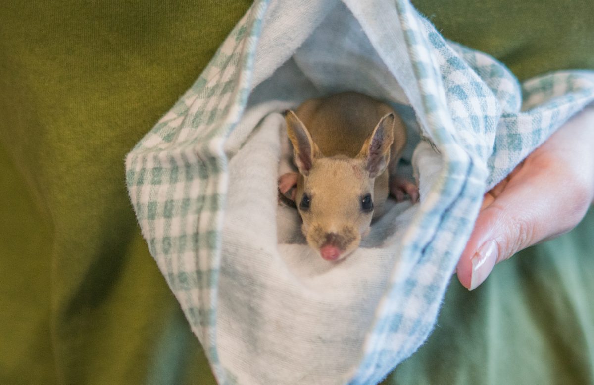 A baby Bandicoot. Photo: WIRES