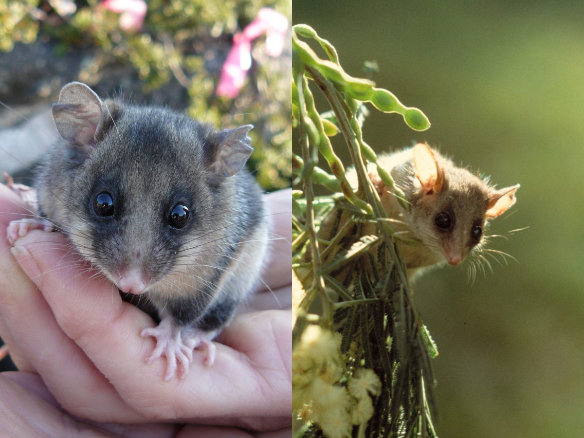 Composite of pygmy possums. Photo: Mel Schroder/DPIE (left)