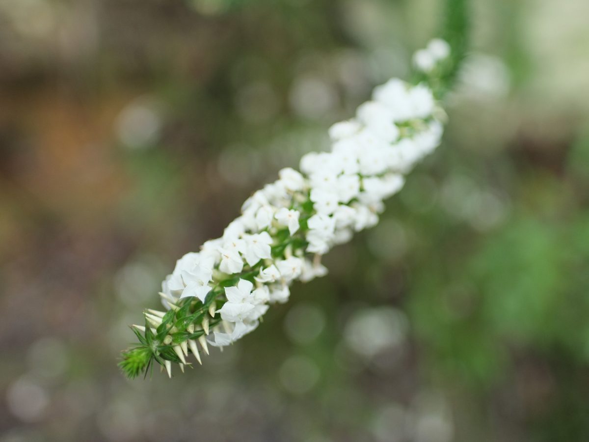 Close up of a bushflower