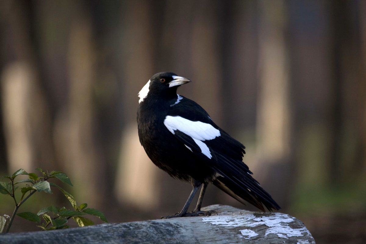 Australian Magpie Gymnorhina tibicen. Photo: Rosie Nicolai/DPIE
