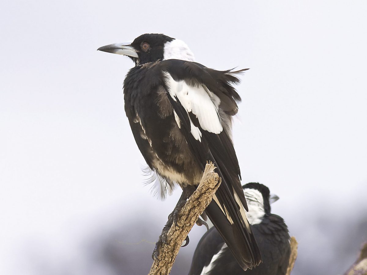Pair of magpies on tree branch