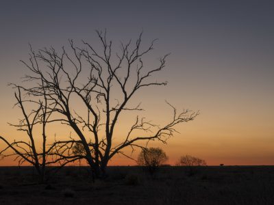 Tree silhouette at sunset in outback, Sturt National Park. Photo: John Spencer/DPIE