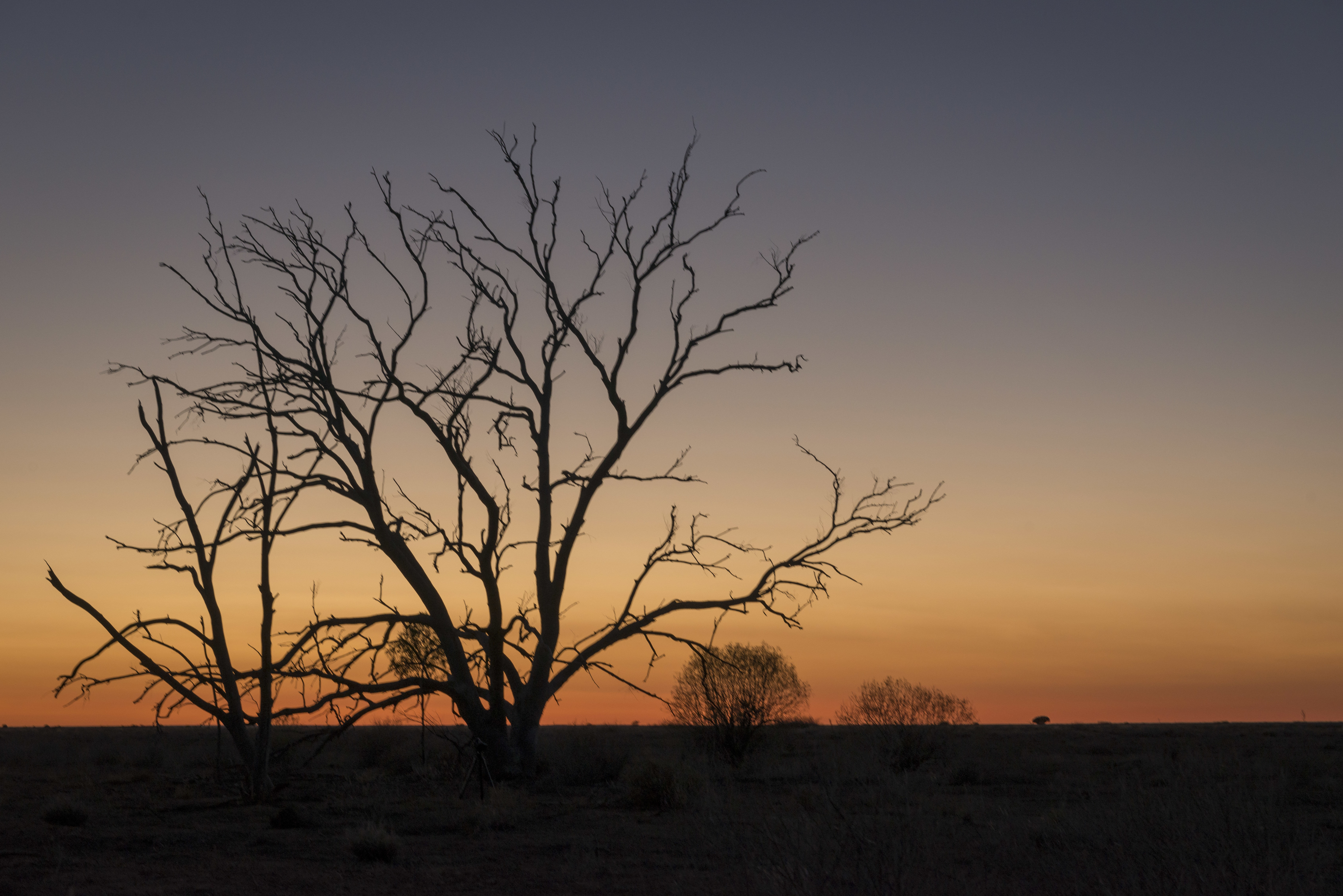 Tree silhouette at sunset in outback, Sturt National Park. Photo: John Spencer/DPIE