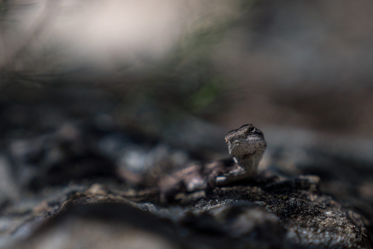 Lizard in Warrumbungle National Park. Photo: Rob Mulally/DPIE