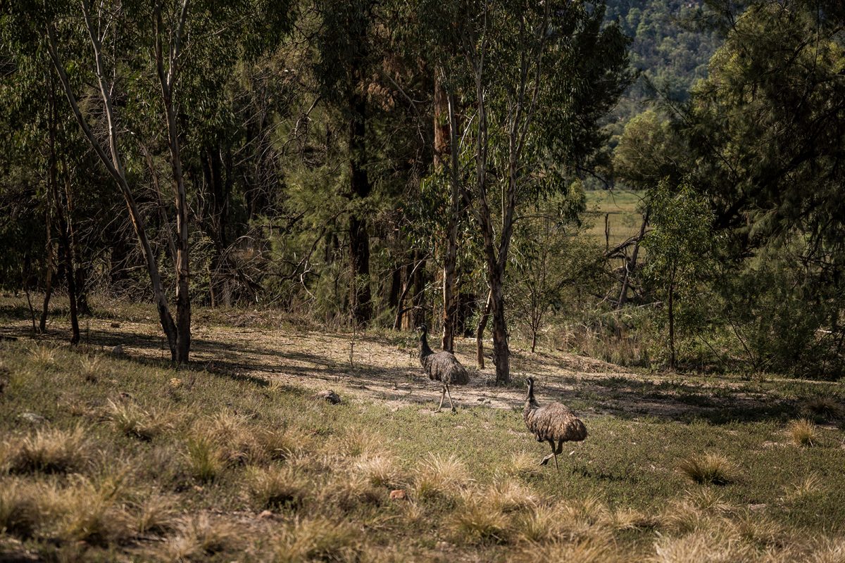 Emus in Warrumbungle National Park. Photo: Rob Mulally/DPIE