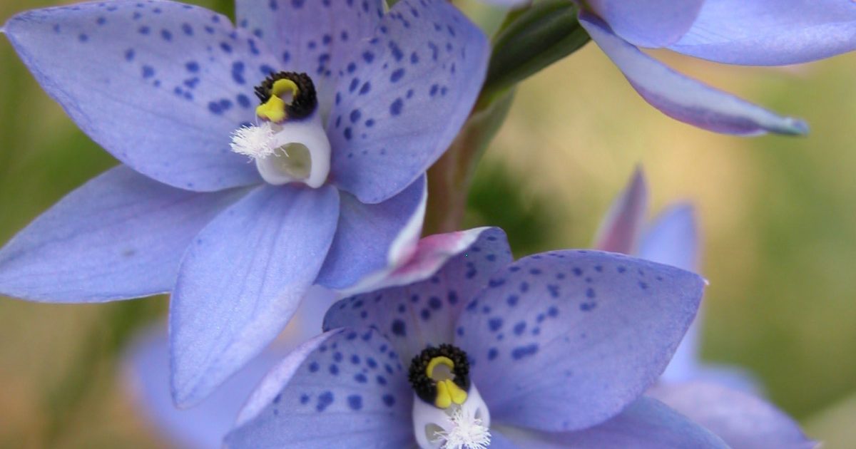 Dotted sun orchid, Royal National Park. Photo: Jessica Herder