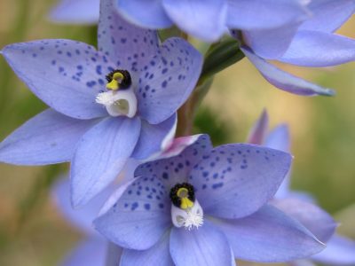 Dotted sun orchid, Royal National Park. Photo: Jessica Herder