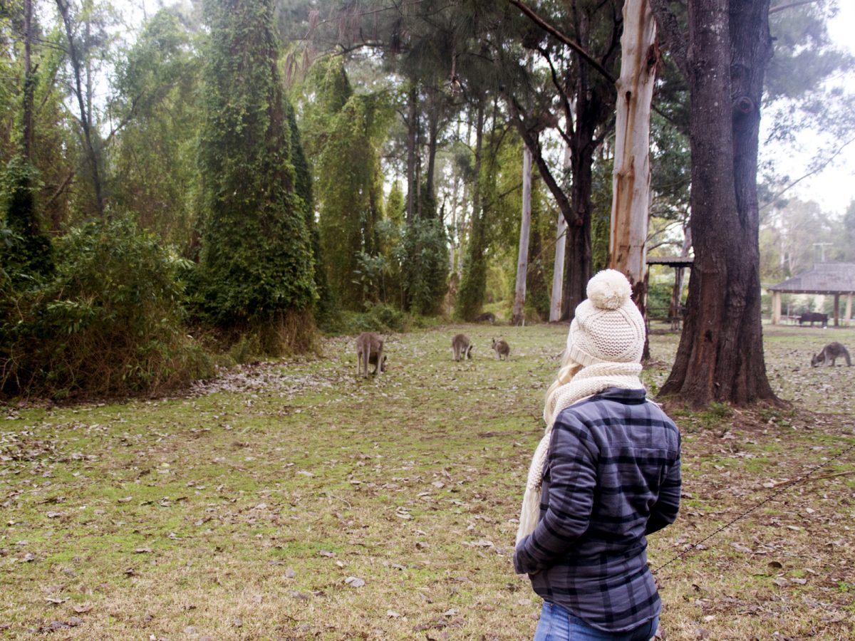 Person watching kangaroos at Cattai campground, Cattai National Park. Photo: Carly Picklum