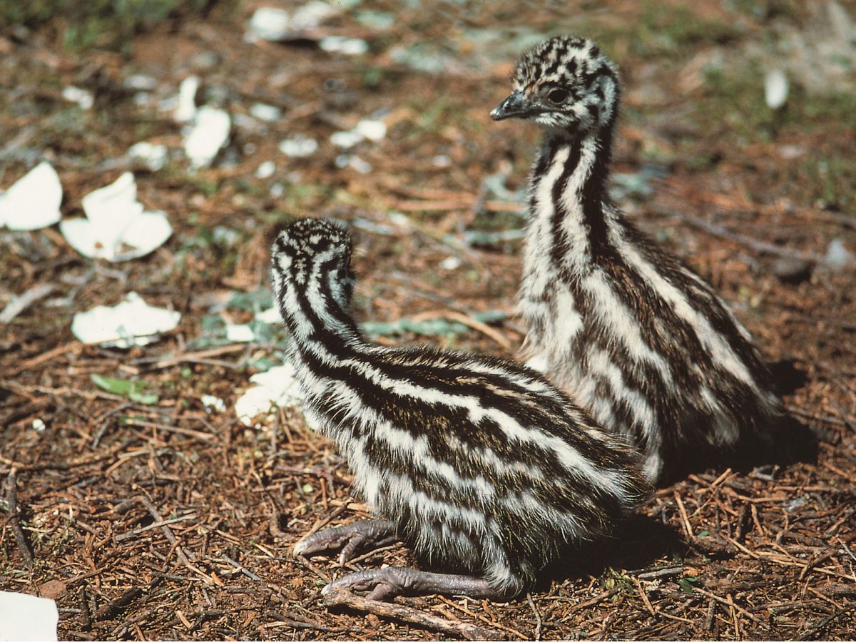 Pair of emu chicks. Photo: Graham Robertson/DPIE