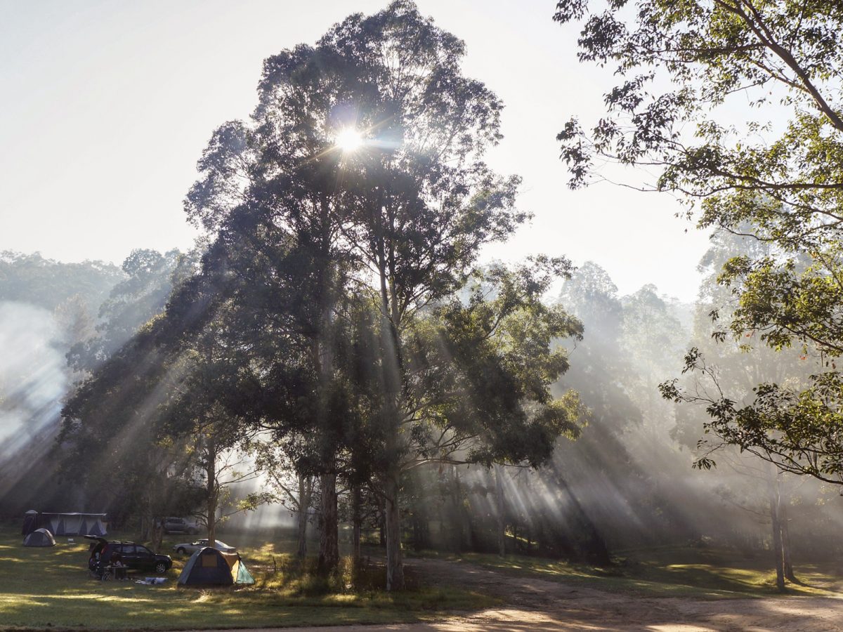 Misty sun filters through trees at Euroka campground, Blue Mountains National Park. Photo: Nick Cubbin/DPIE