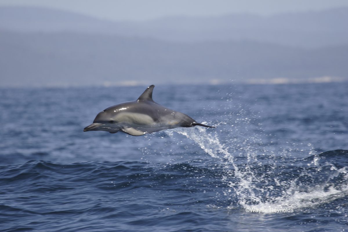 Common dolphin jumping out of the water. Photo credit: Wayne Reynolds / DPIE