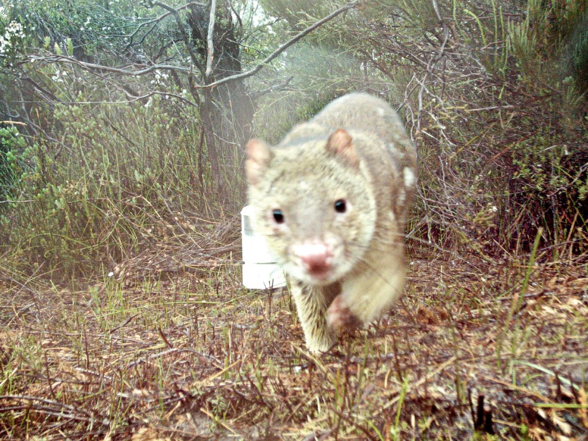 Spotted tail quoll close up. Photo: DPIE