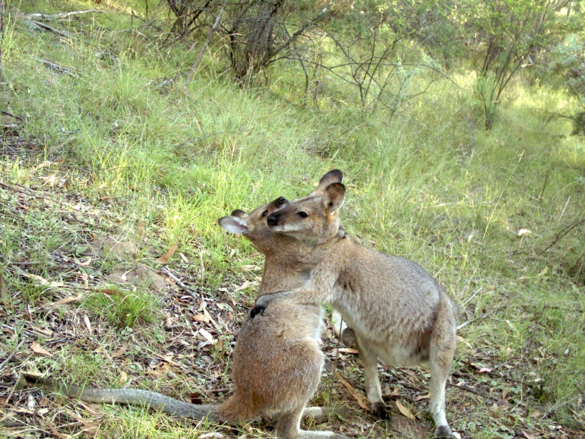 Red-necked wallabies wrestling in front of WildCount motion sensor camera, Red-necked Wallabies Macropus rufogriseus Mount Yarrowyck Nature Reserve. Photo: Wildcount Program/DPIE