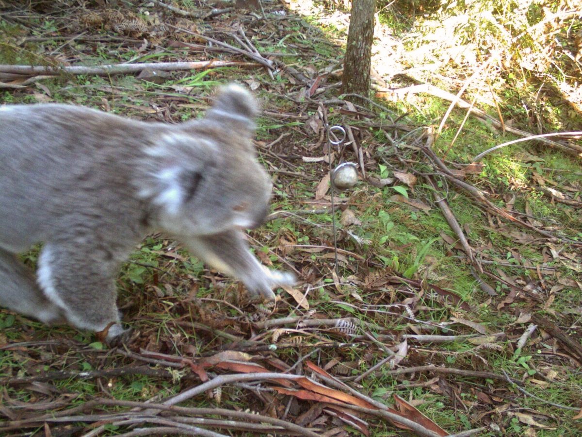 Koala passing WildCount motion sensor camera. Photo: Wildcount Program/DPIE