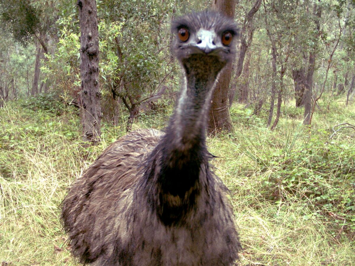 Australian emu. WildCount remote sensor camera, Foster. Photo: Wildcount Program/DPIE