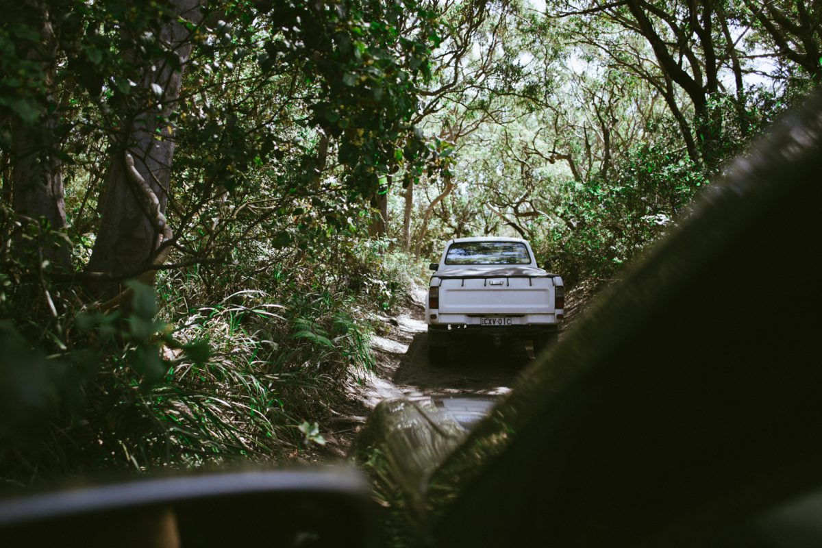 Driving through a NSW national park. Photo: Tim Clark