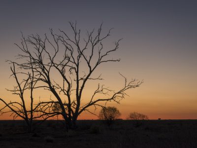 Sunset at Sturt National Park in the arid north-west corner of New South Wales. Photo: John Spencer/DPIE