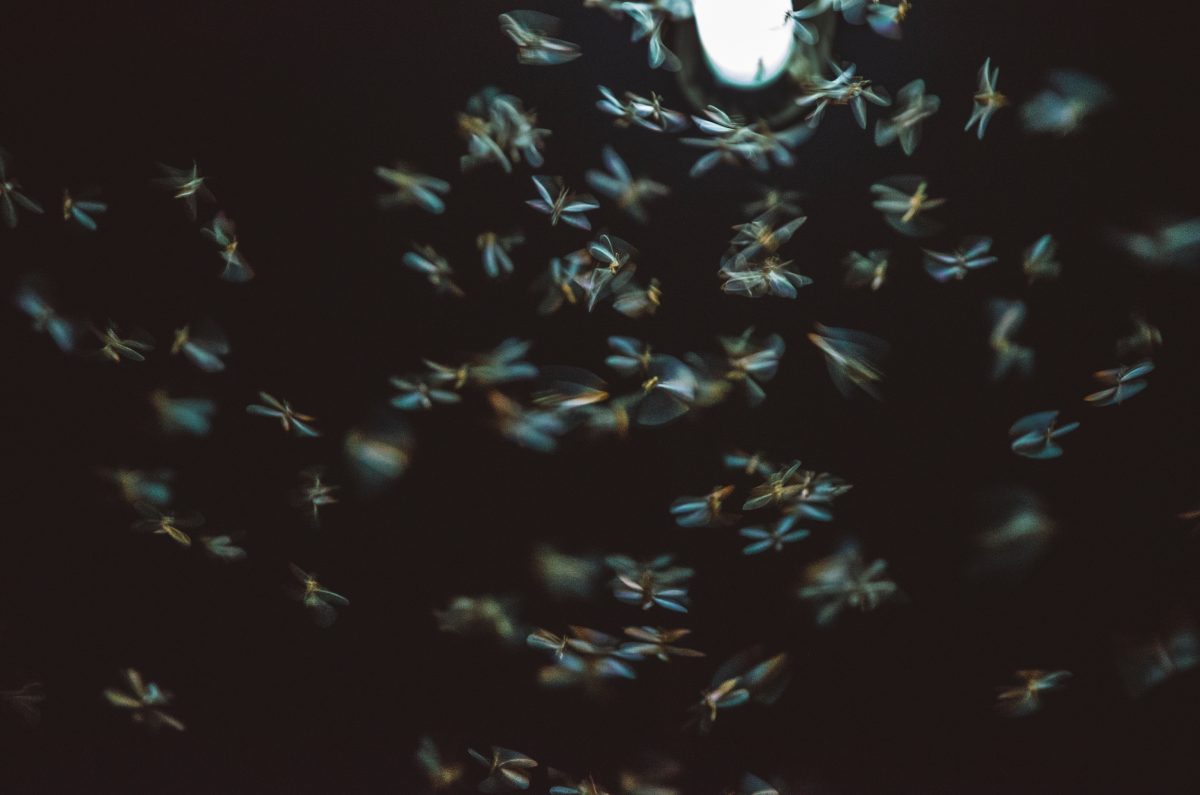 Large insects swarming around artificial bright neon light at night. credit: Stocksy