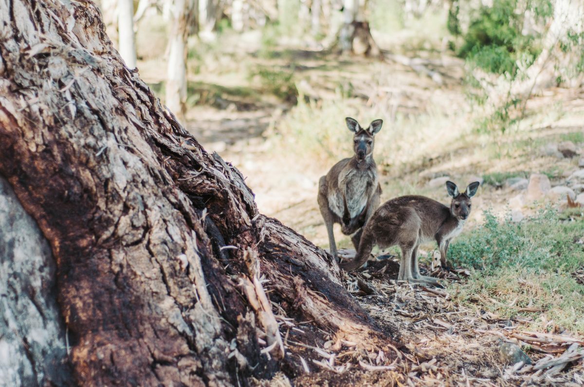 Two kangaroos standing by a tree