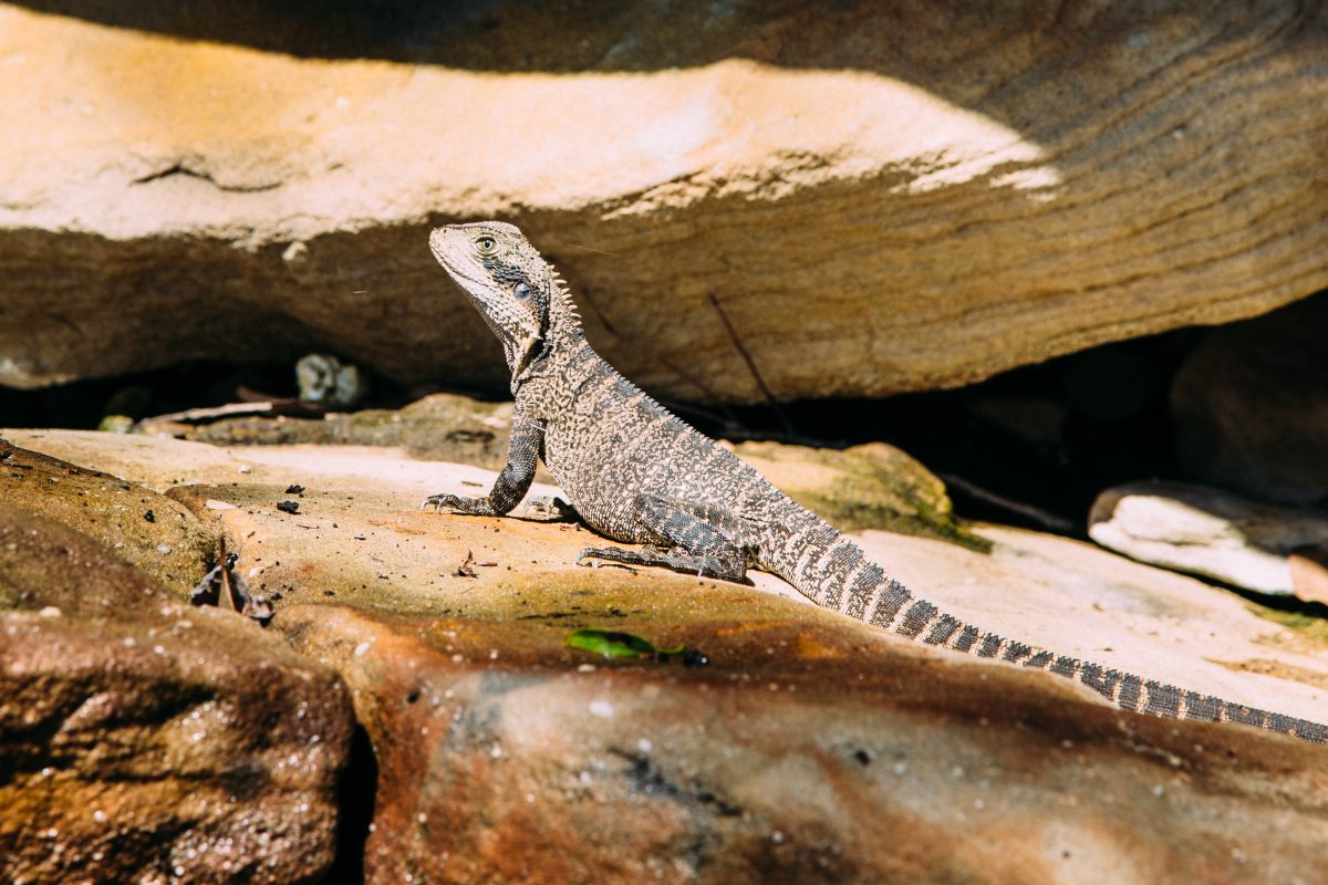 Water dragon (Physignathus lesueurii). Photo: Jack Bussell