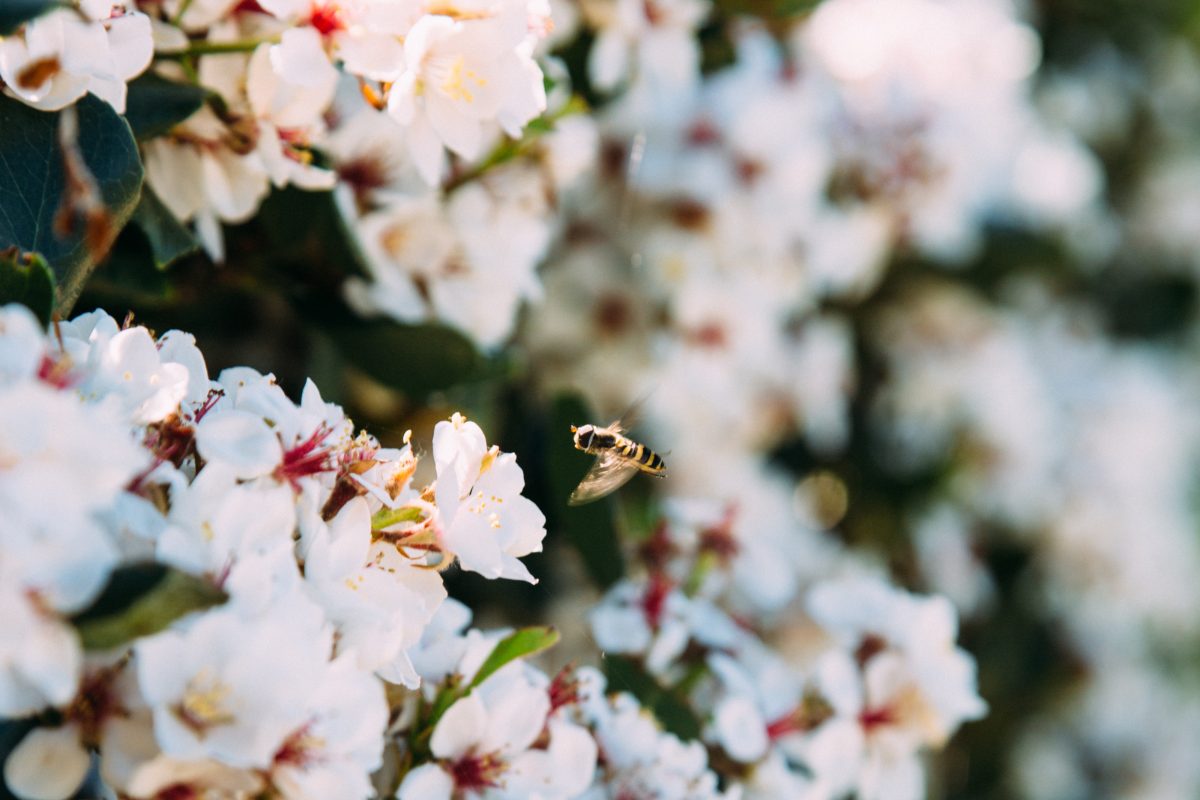 Bee flying towards wildflowers. Photo: Jack Bussell