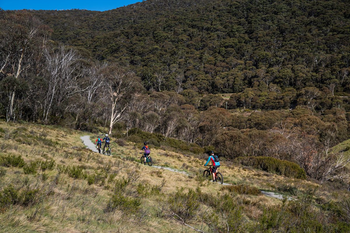 Side view of four people cycling on the Thredbo Valley track, Thredbo-Perisher area in Kosciuszko National Park. Photo: Rob Mulally/DPIE