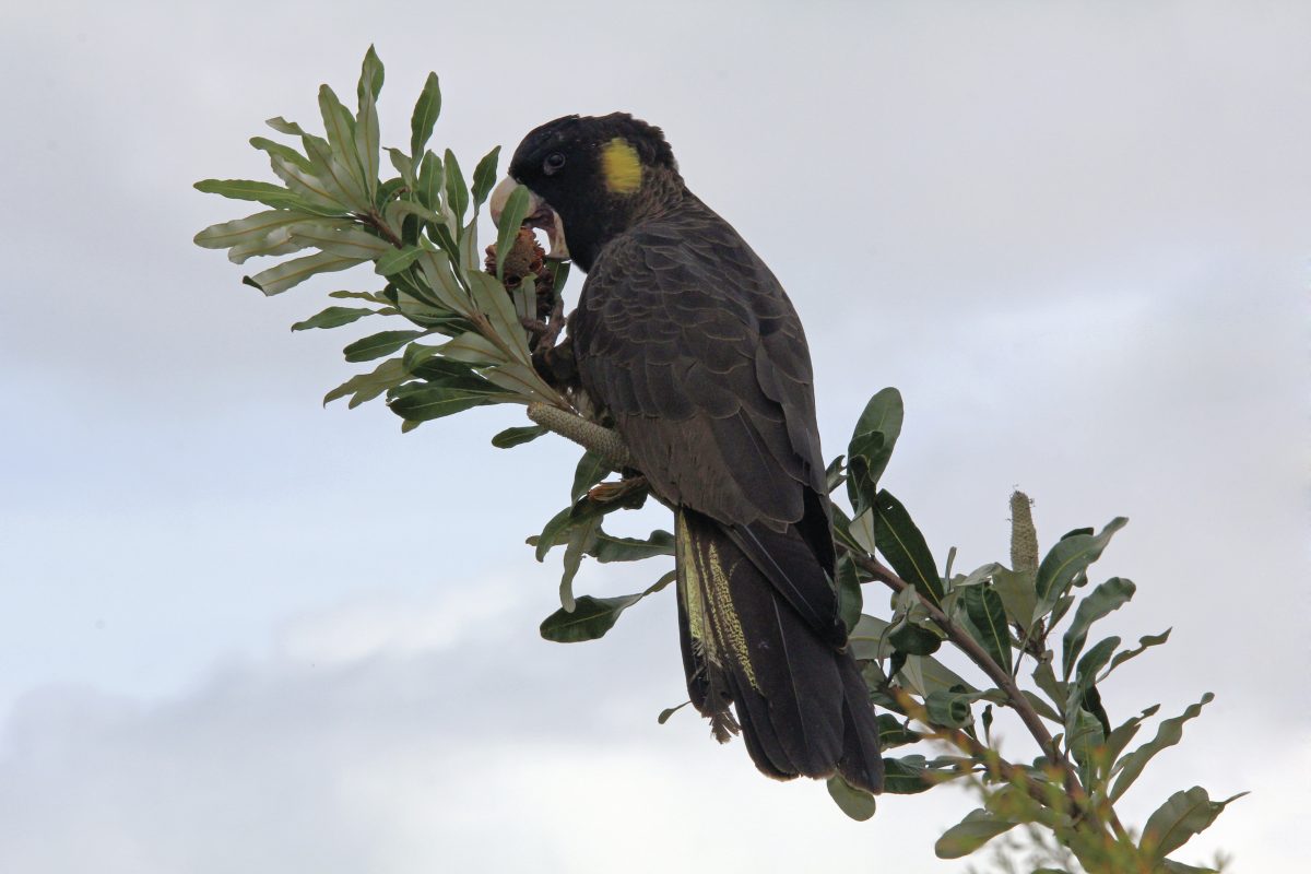 Skip Royal, head to stunning Heathcote National Park | Blog - NSW ...