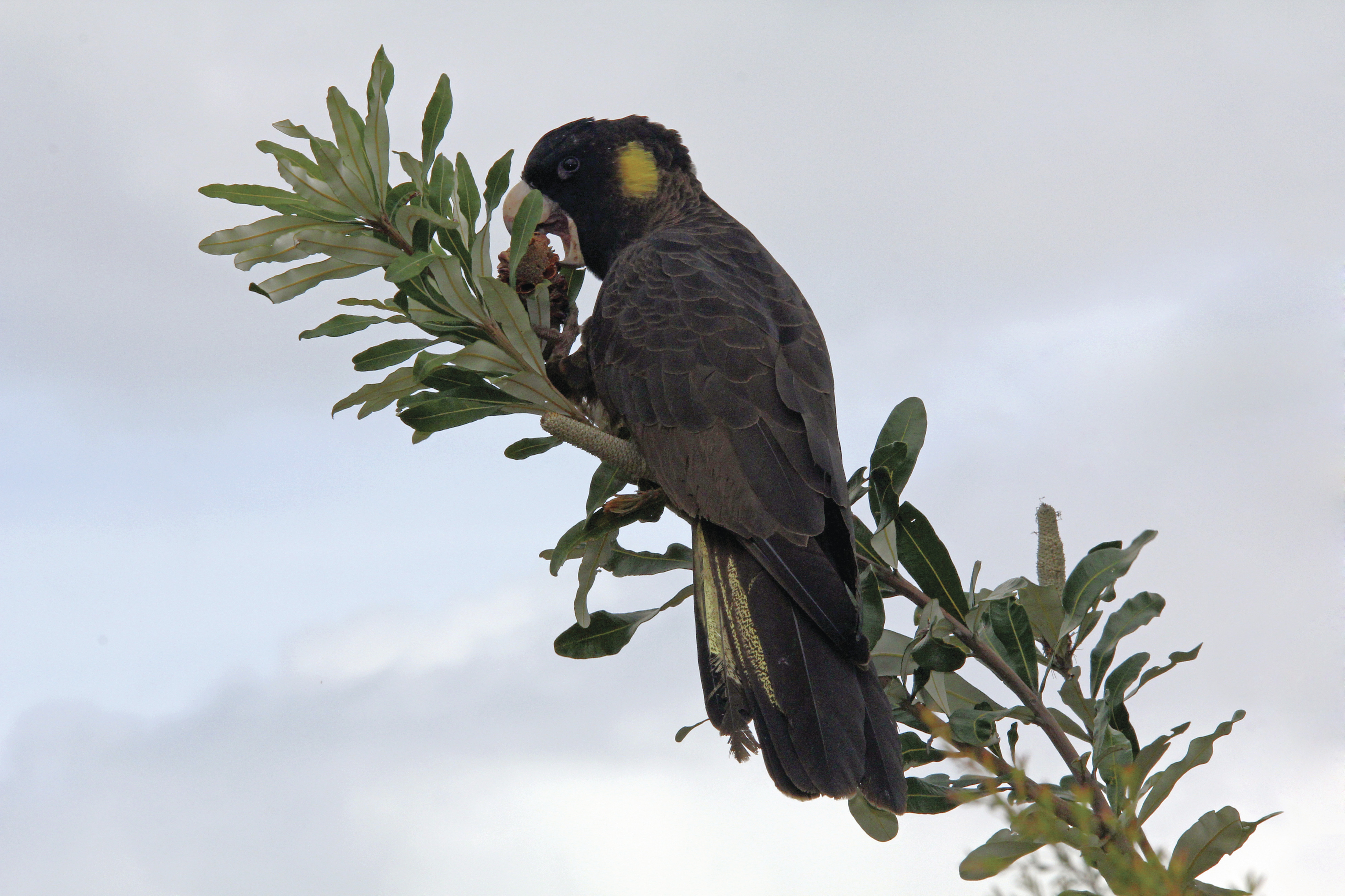 Yellow-tailed black cockatoo in a NSW national park. Photo: Peter Sherratt/DPIE