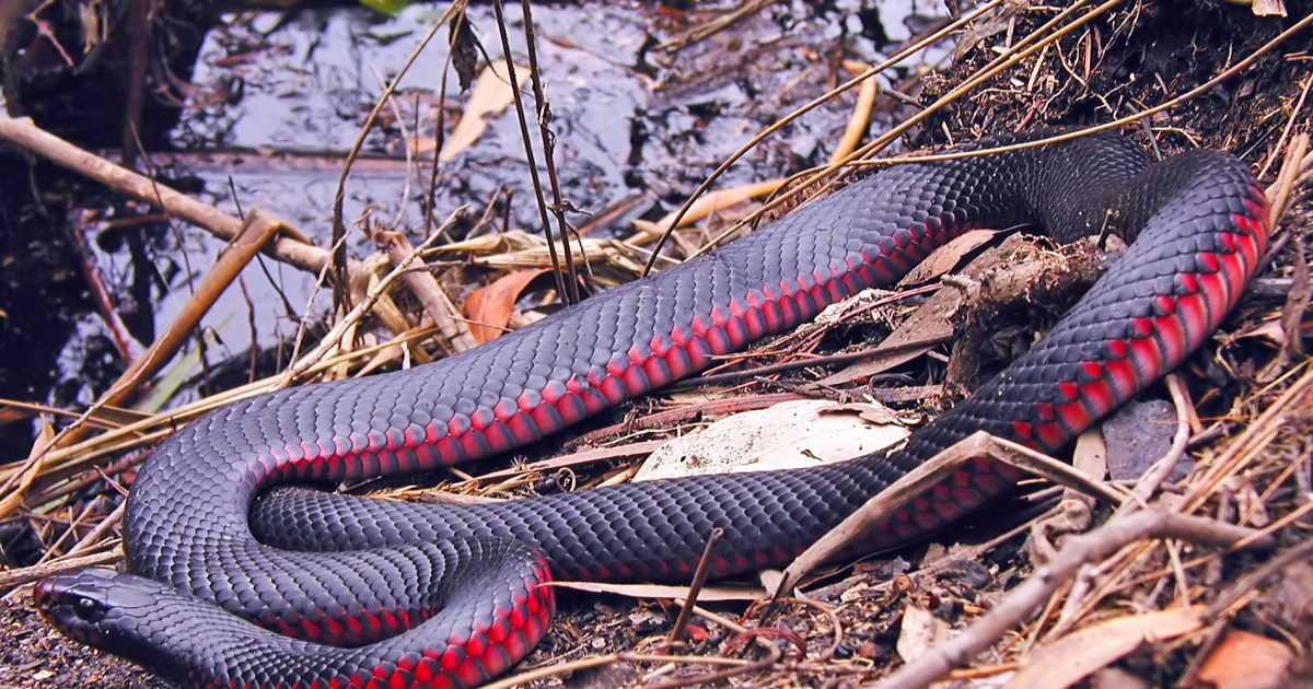 A red-bellied black snake in Royal National Park. Getty Images
