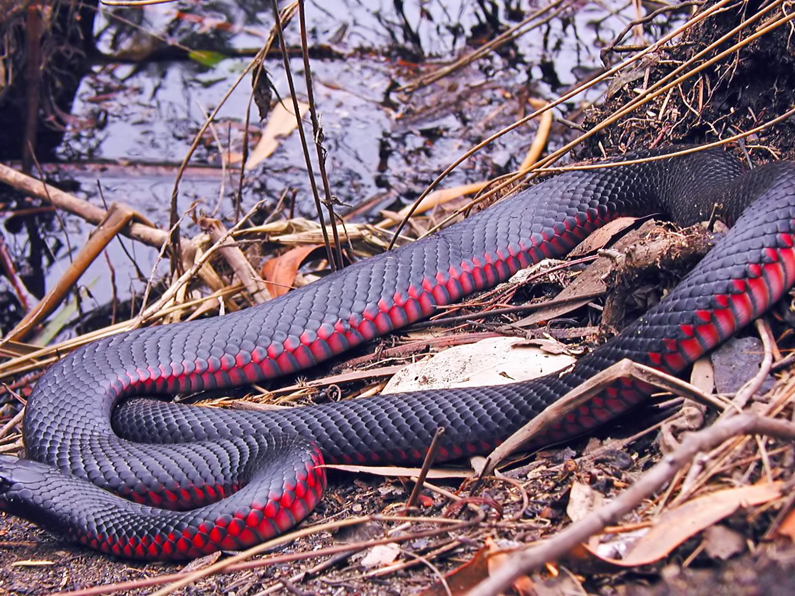 Leeches, ticks, snakes and spiders | Blog - NSW National Parks