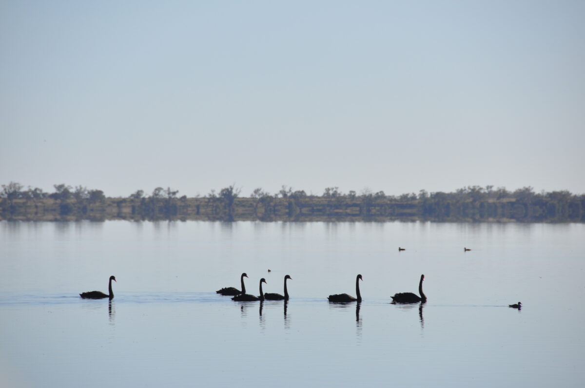 Swans on Yanga Lake, Yanga national park. Photo credit: J Maguire/DPE