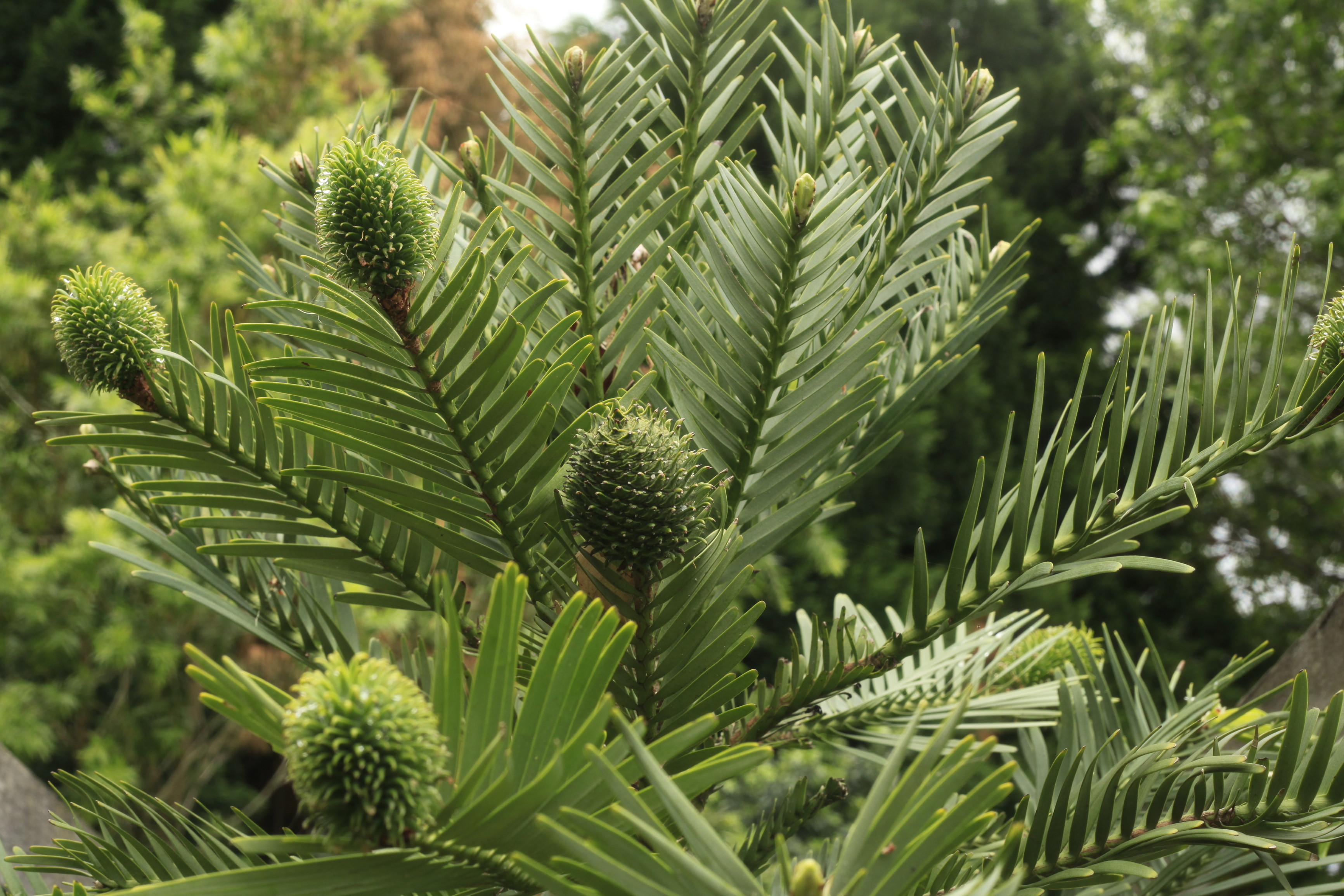 Wollemi Pine – an Australian botanical icon. Photo: Rosie Nicolai/DPIE