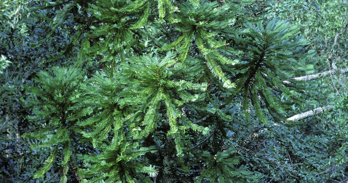 Wollemi Pine, Wollemia nobilis adult trees. Photo: Jaime Plaza/Botanic Gardens Trust